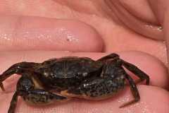 IMG-20250611-WA0130