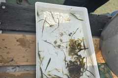 IMG-20250611-WA0131