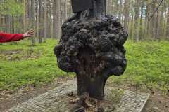 IMG-20250611-WA0059