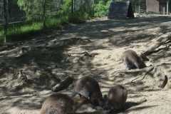 IMG-20260525-WA0015