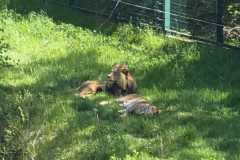 IMG-20260525-WA0026